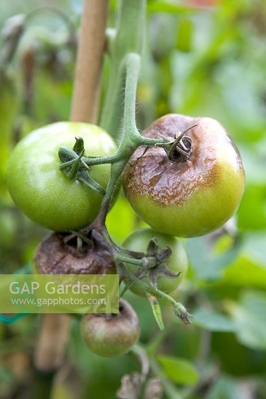 Blight on tomatoes