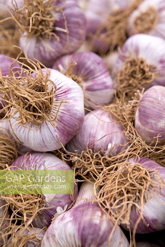 Garlic - Purple Moldovan Heritage, The Garlic Farm, Isle of Wight, RHS Hampton Court 2008