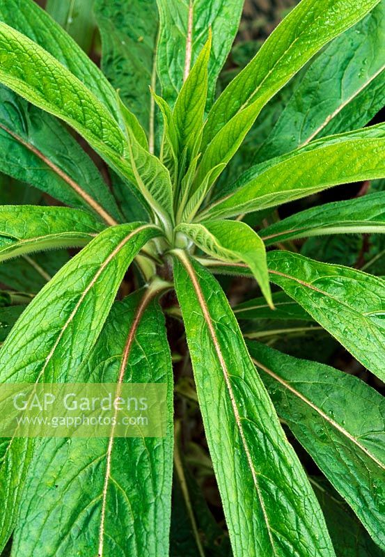 Echium pininana - Foliage of young plant 