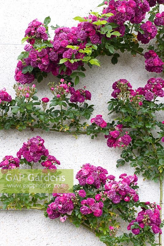 Rosa - Pink roses climbing up white wall at Cranborne Manor Gardens