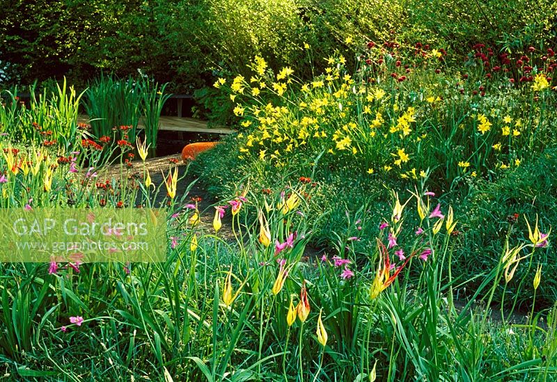 Chelsea 2004, Merrill Lynch garden. Meadow planting of species gladioli, tulipa acuminata, Hieracium aurantiacum. Beyond, Hemerocallis and Cirsium rivulare Atropurpureum. A slate path leads to a pond with naturalistic planting.
