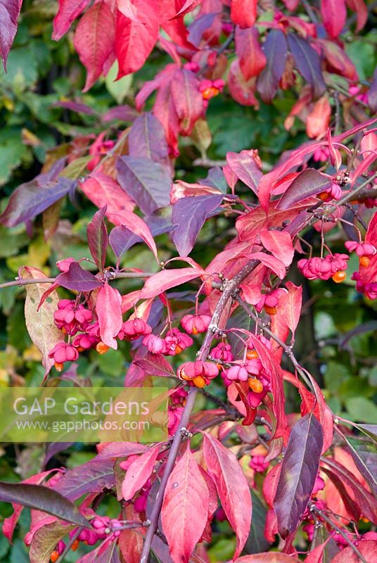 Euonymus europaeus 'Red Cascade' - Autumn colour
