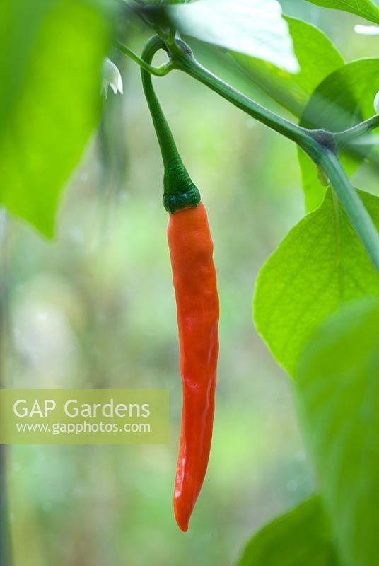 Capsicum 'Cayenne' - Chilli pepper