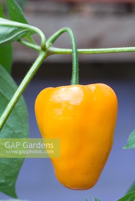 Capsicum 'Roccoco Orange' - Chilli pepper