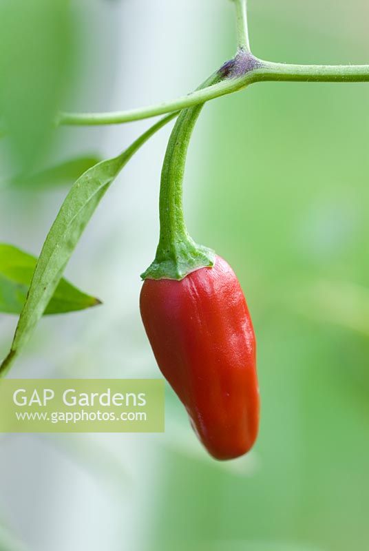 Capsicum 'Apache' - Chilli pepper