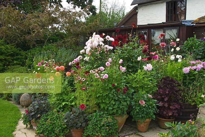 Group of container grown plants including Dahlias, dark purple Perilla and Chrysanthemum carinatum - Hilltop, Stour Provost, Dorset