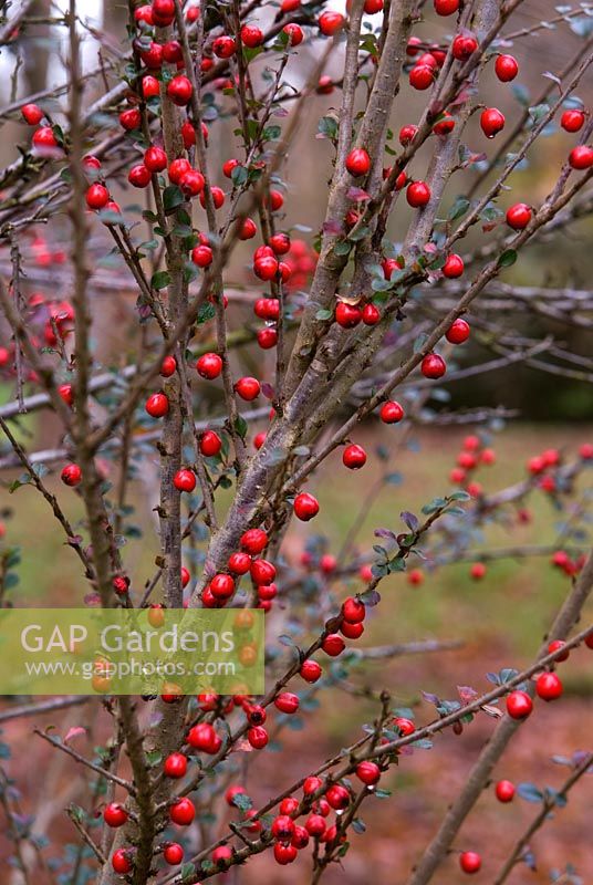 Cotoneaster cordifolius - Vivid red berries