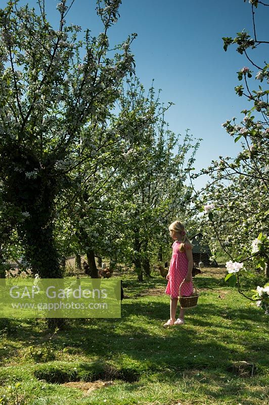 Girl with free range chickens in apple orchard in spring - Harvey's Garden Plants, Suffolk