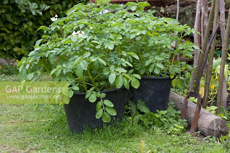 Potatoes growing in plastic containers