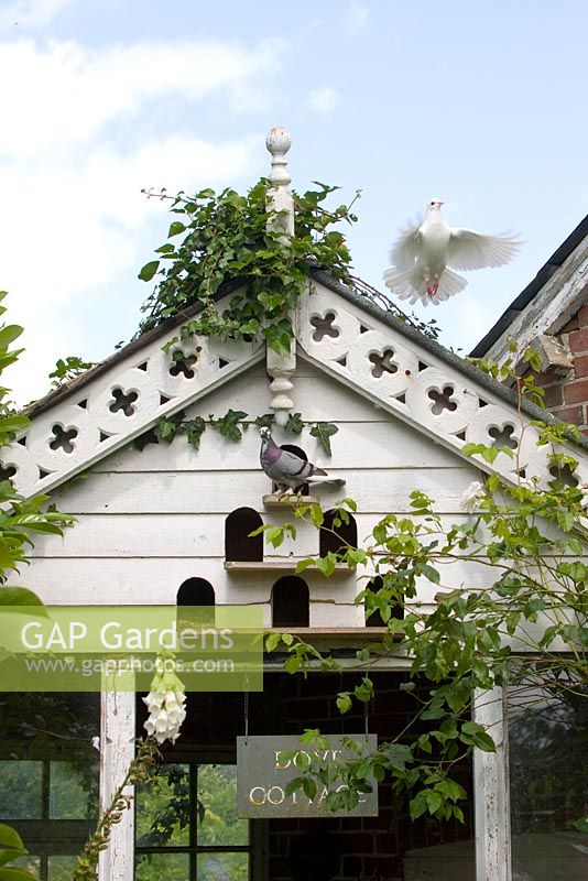 Garden pigeon and dove loft