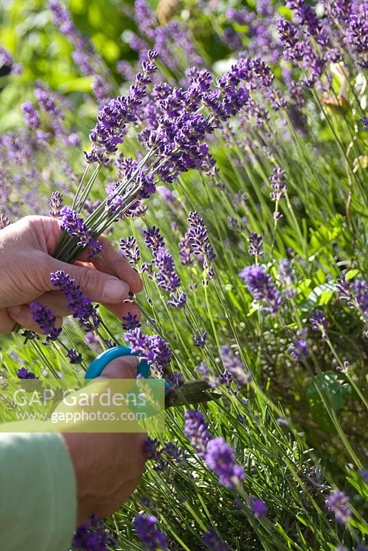 Cutting lavender - Lavandula 'Munstead'
