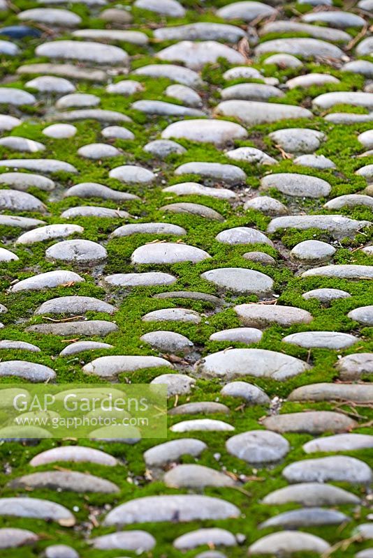 Detail of cobble paving with moss