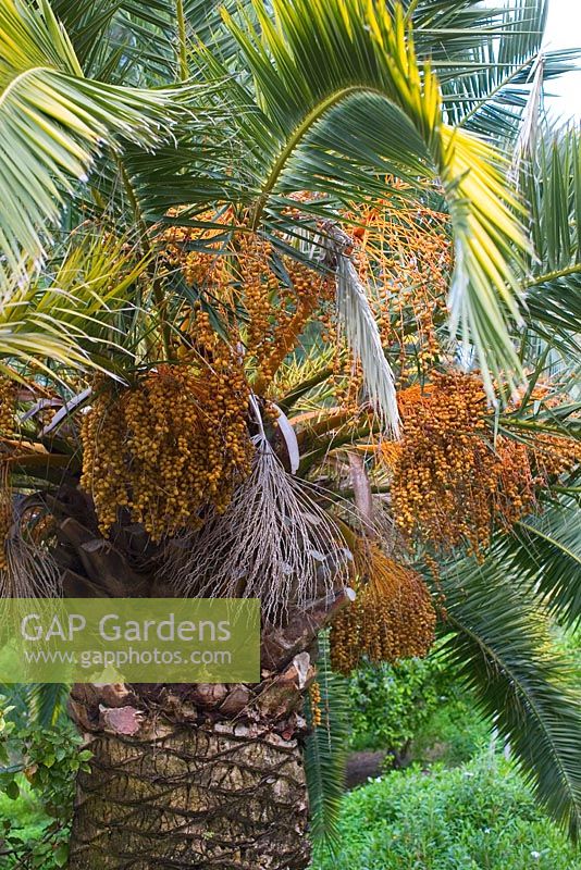 Phoenix canariensis - Date Palm 