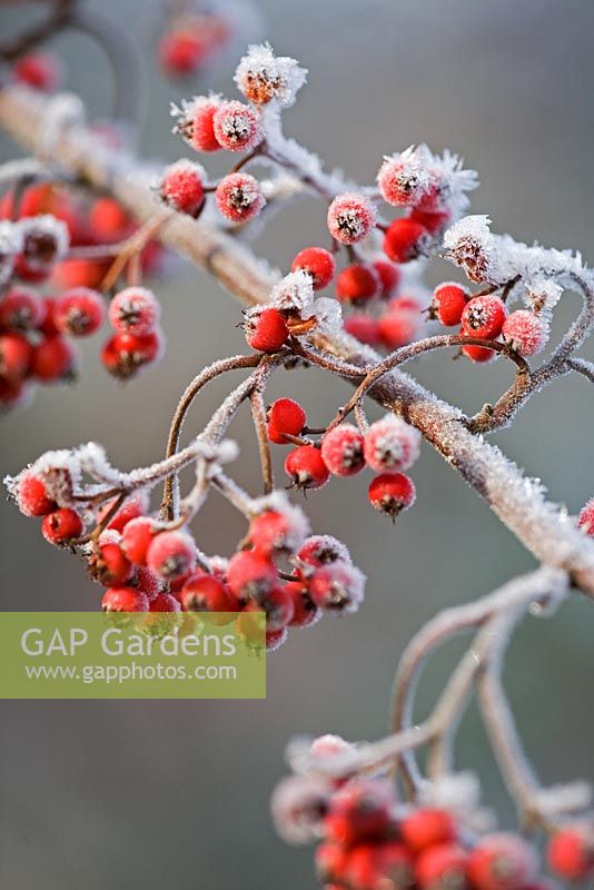 Cotoneaster with frost