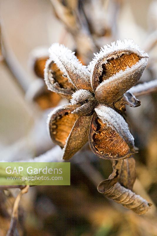 Paeonia lactiflora 'White Wings' seedhead with frost