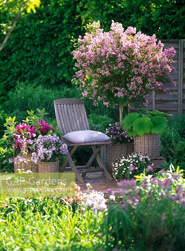 Syringa meyeri 'Palibin' standard underplanted with Viola cornuta beside containers of Phlox divaricata 'Clouds of Perfume', Rhododendron and Astilboides tabularis in basket on patio with folding wooden chair