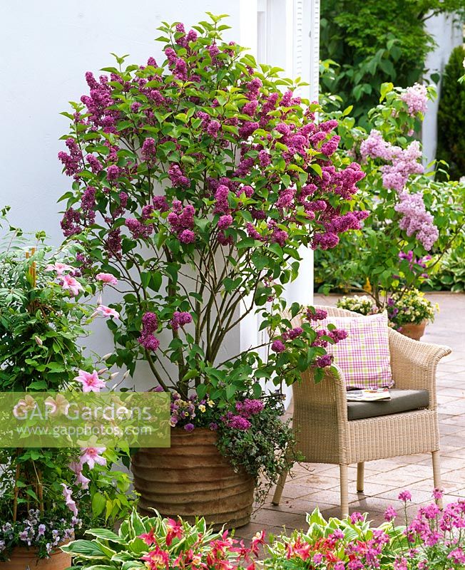 Syringa 'Andenken an Ludwig Späth' in pot underplanted with Viola cornuta and Hedera beside Clematis 'Piilu' and wicker chair on patio 