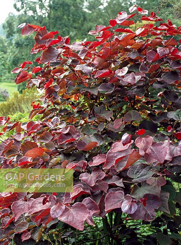 Cercis canadensis 'Forest Pansy' 