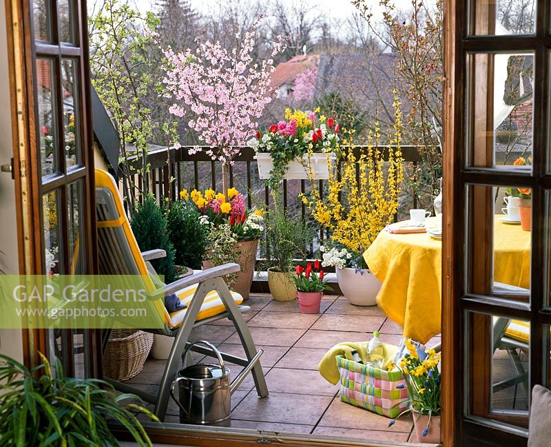 Balcony garden with mixed container plantings of Prunus, Forsythia, Cytisus, Tulipa, Narcissus, Hyacinthus, Iberis and Hedera 