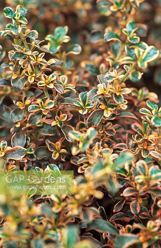 Coprosma 'Fireburst' - Mirror bush