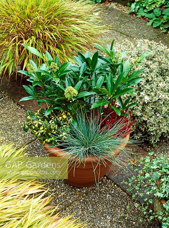 Autumn and winter container planting of Skimmia 'Kew Green', Festuca glauca, Calluna 'Dark Beuty' and Euonymus 'Blondy'
