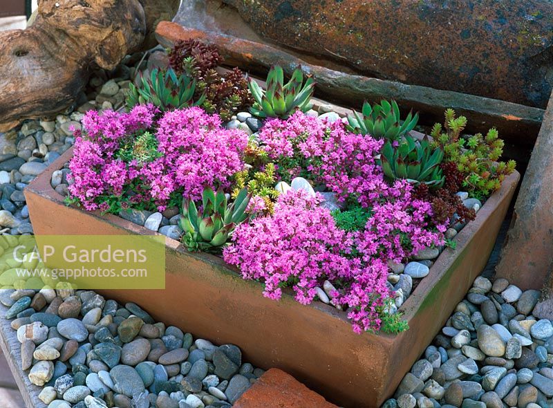 Alpine container garden with Thymus serpyllum 'Pink Chintz', Sempervivum and Sedum 