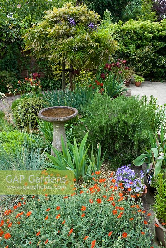 Small well designed town garden with birdbath in border with Cistus - Queens Gate, Bristol