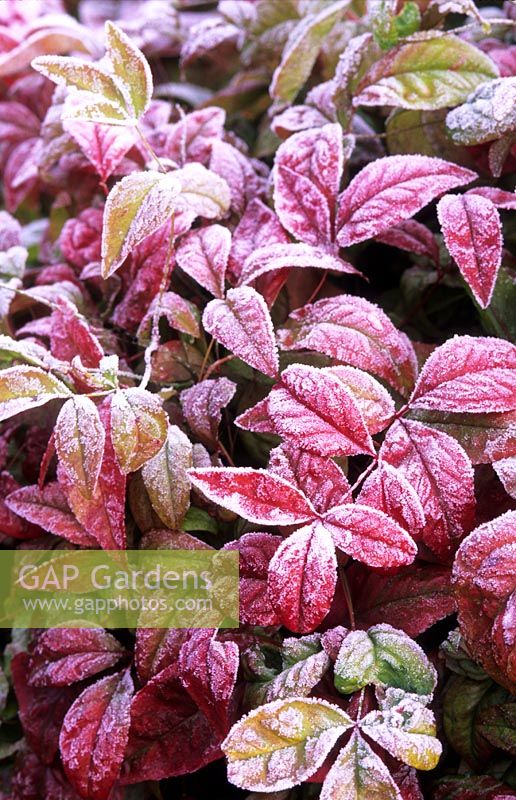 Nandina domestica 'Fire Power' - Dwarf Heavenly bamboo covered in winter frost