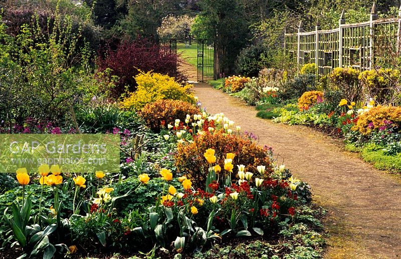 Tulips tulipa 'Golden Melody', Tulipa 'Spring Green' with golden Philadelphus in the entrance borders with gravel path and view through to wrought iron gates - Parham, Sussex