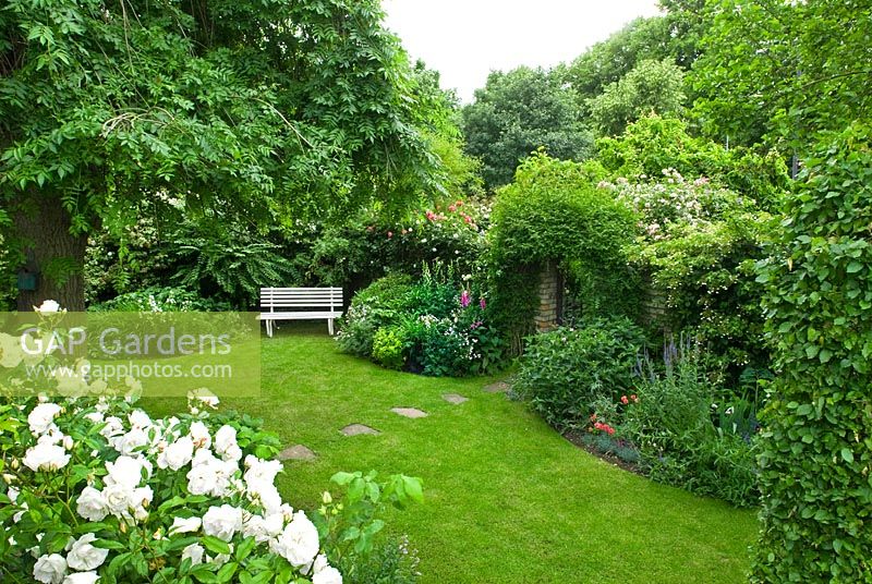 Secluded town garden with Rosa 'Climbing Iceberg', informal lawn, stepping stones, mature weeping ash tree, white garden bench, herbaceous perennial and climbers - New Square, Cambridge