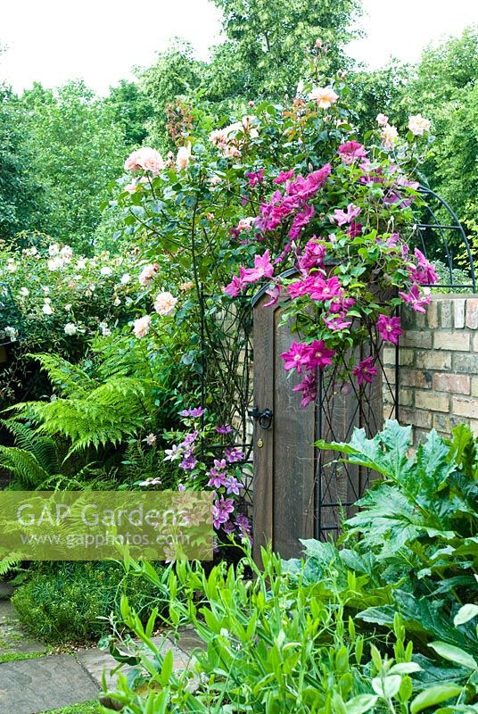 Roses and Clematis trained on arch over garden gate - New Square, Cambridge