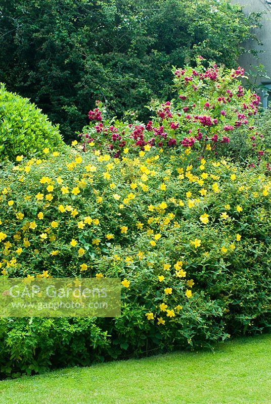 Hypericum 'Hidcote' and Rosa 'Grootendorst' in mixed border beside lawn - Cerne Abbas, Dorset