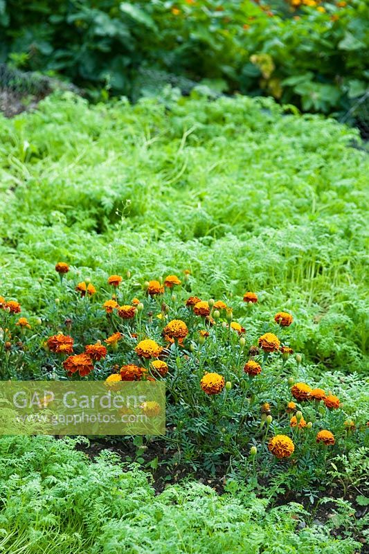 Marigolds and carrots - Companion Planting