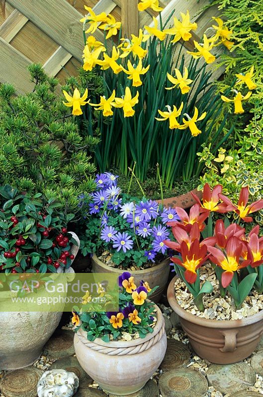 Narcissus 'February Gold', Tulipa 'Scarlet Baby', Anemone blanda, Viola 'Royal Sovereign', Gaultheria procumbens, Pinus mugo and Euonymus fortunei 'Emerald 'n' Gold' in terracotta pots