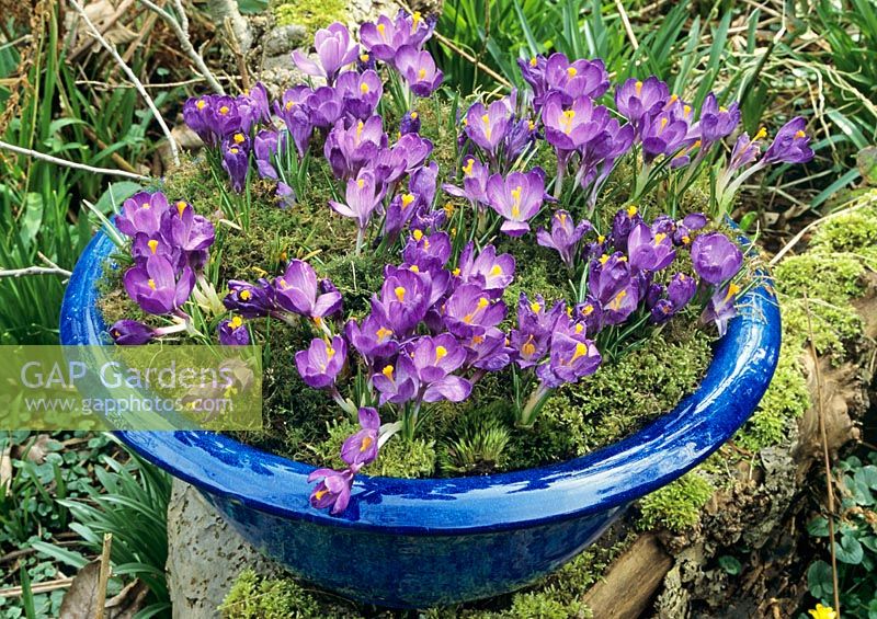 Purple hybrid Crocus mulched with moss and displayed in a frost proof, glazed bowl