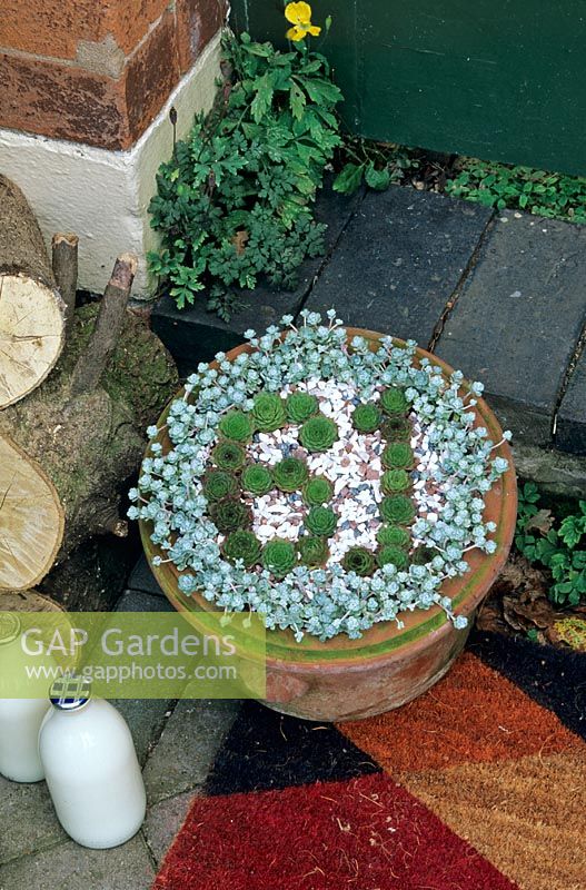 Grow your own house number. Houseleeks, Sempervivum, form the number 61 and are edged with Sedum spathulifolium 'Cape Blanco' in a terracotta pot mulched with fine chippings