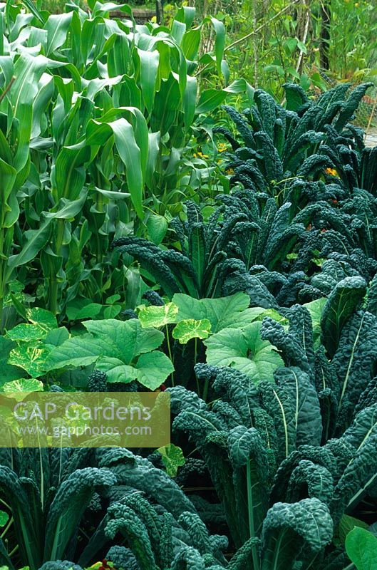 Vegetable garden with Kale 'Nero di Toscana', Zea mays 'Sundance' and courgettes