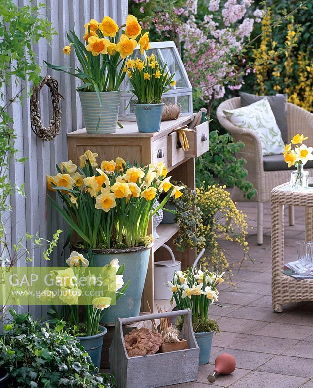 Narcissus 'Westward', Narcissus 'Sunshine', Narcissus 'Suada', Narcissus 'Tete a Tete', Narcissus 'Kate Heath', Hedera and Cytisus in containers on terrace with wooden sideboard, rattan chair and table