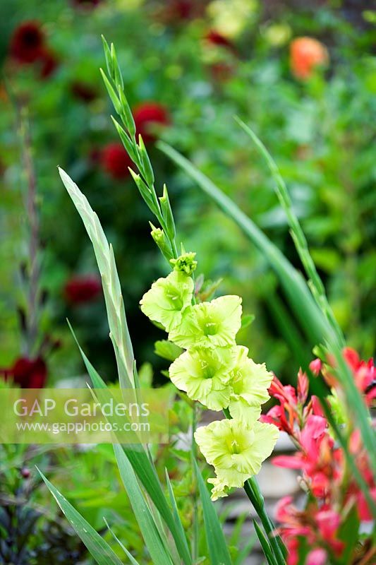 Lime green Gladiolus in The Italian Terrace garden - Yewbarrow House Gardens, Cumbria
