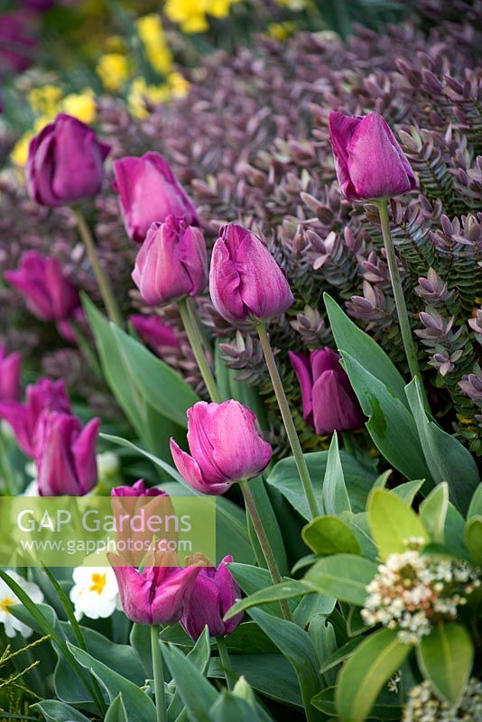 Border in the cottage garden with Tulipa 'Negrita' and Hebe 'Red Edge'