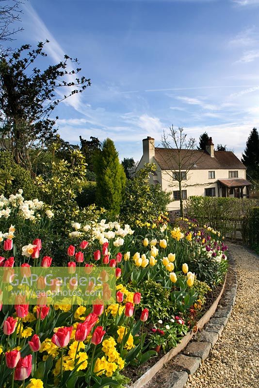 Border by path in spring with yellow primulas, Tulipa 'Lip Gloss', Narcissus 'Cheerfulness' and Tulipa 'Sweetheart'