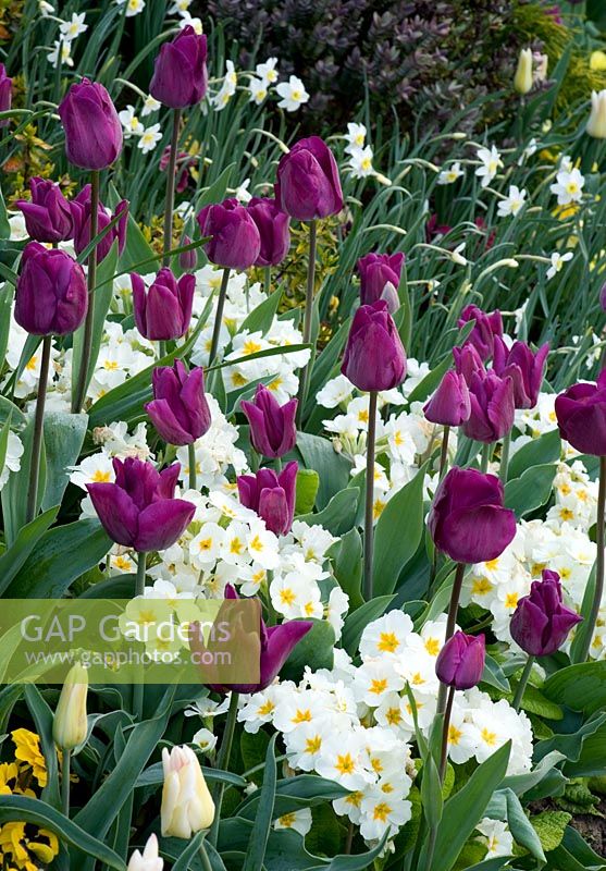 Plant combination in the cottage garden border in spring with Tulipa 'Negrita' and narcissus.