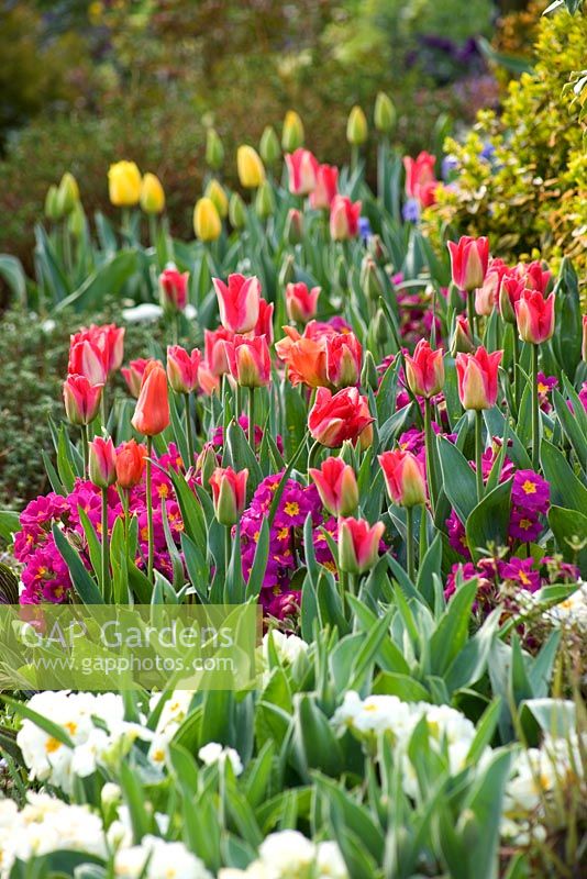Cottage garden border in spring with primula and tulips