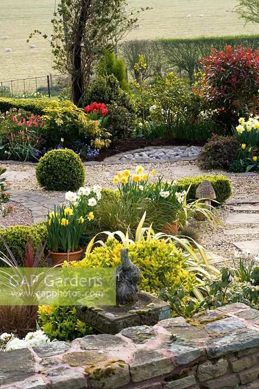 The front of the cottage in spring with gravel terrace, box ball and narcissi in containers - Little Larford, Worcestershire