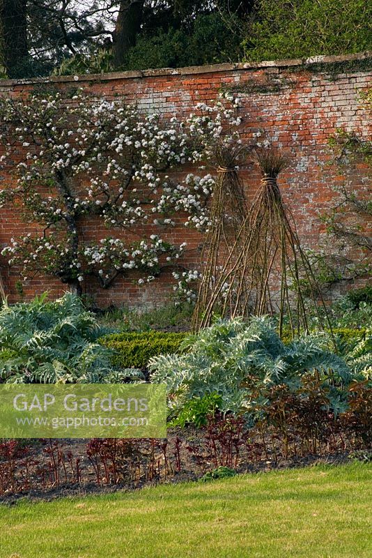 Foliage of cardoons in the walled garden in spring - Kelmarsh Hall, Northamptonshire
