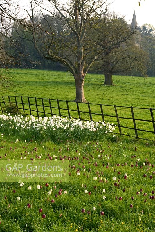 Meadow planting along the main drive of Fritillaria meleagris and Narcissus poeticus var. recurvus, pheasant's eye narcissus - Kelmarsh Hall, Northamptonshire