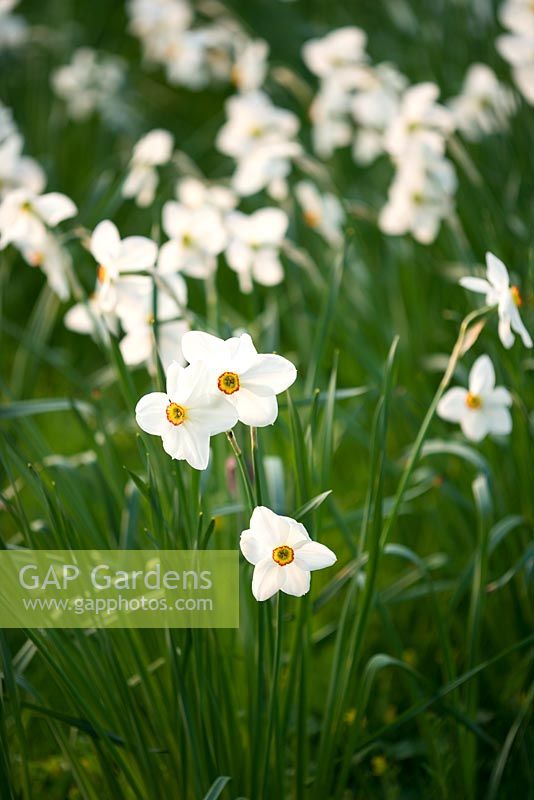 Narcissus poeticus var recurvus - White flowers of pheasants eye narcissus at Kelmarsh Hall, Northamptonshire