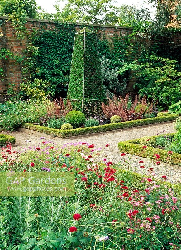 Kuantia macedonia and Geranium 'Nimbus', yew pyramid with training frame, Buxus balls, Heucheras, Rosa 'Surrey', Rosa 'Sussex', Rosa 'Essex' and Scabions 'Clive Greaves' in a walled town garden