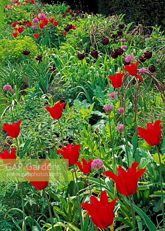 Tulipa 'Queen of the Night', Tulipa 'Red Shine' and Allium hollandicum, 