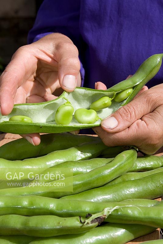 Shelling or podding broad beans 